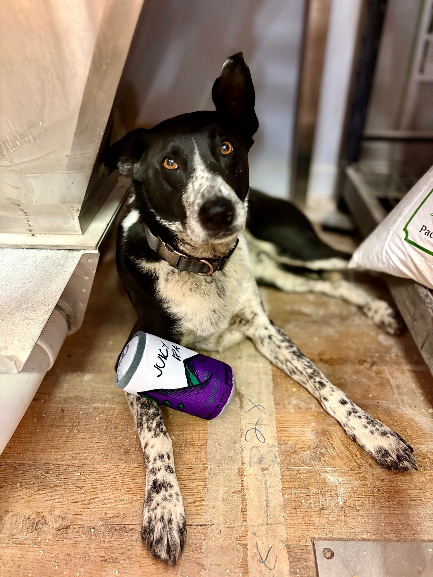 Dog Toy